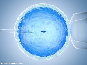 关于专业同志代怀服务收费标准